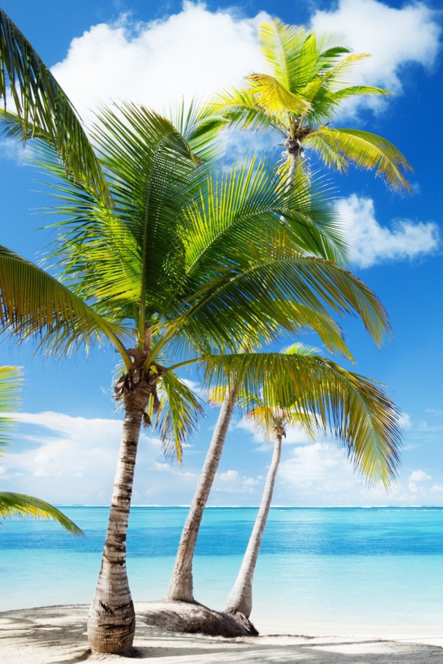 Tropical Beach wallpaper 640x960