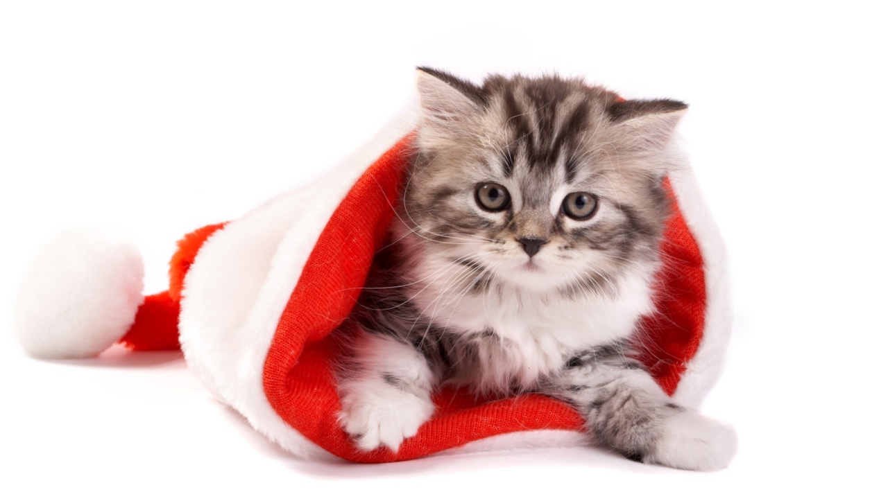 New Year Cat wallpaper 1280x720