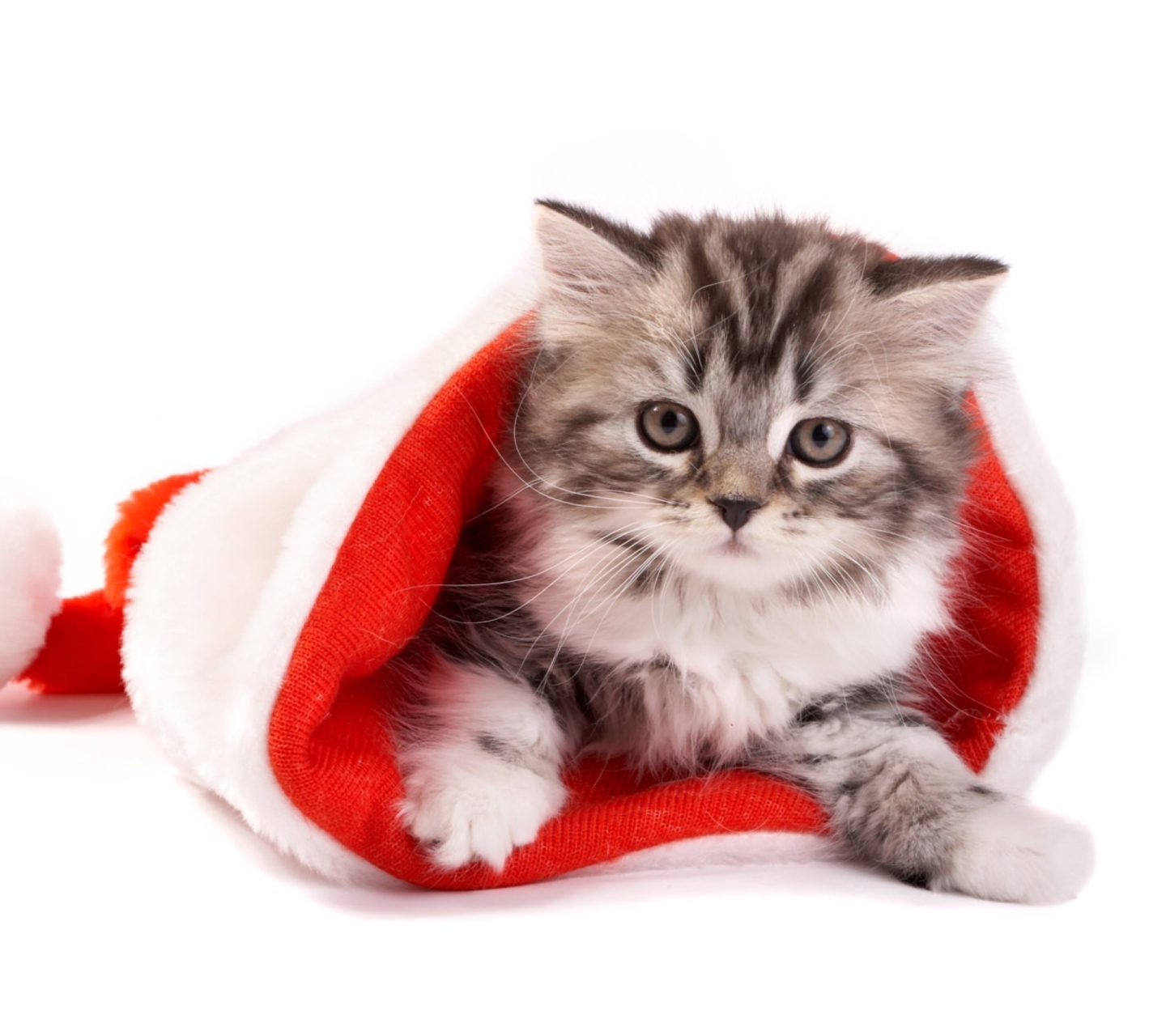 New Year Cat wallpaper 1440x1280