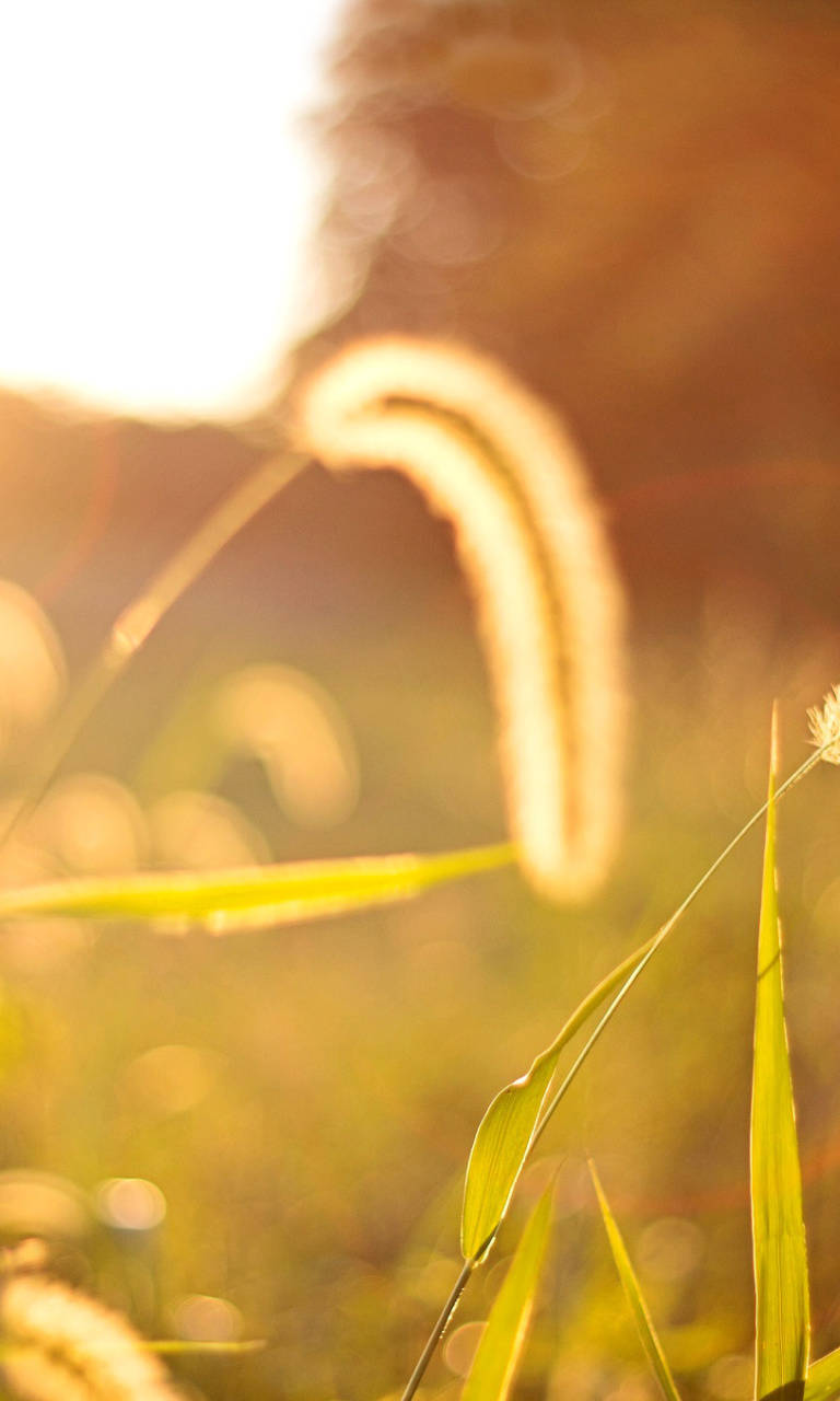 Sfondi Macro Field 768x1280