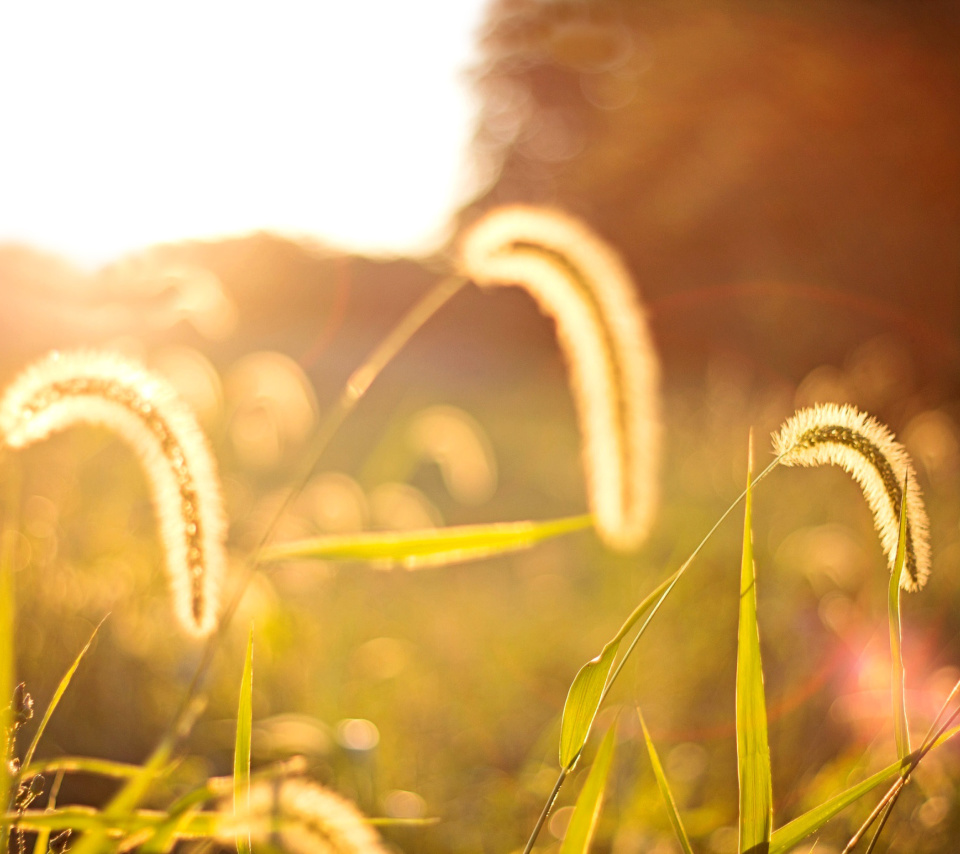 Macro Field wallpaper 960x854