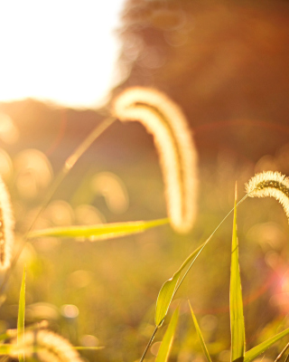 Macro Field - Obrázkek zdarma pro 750x1334