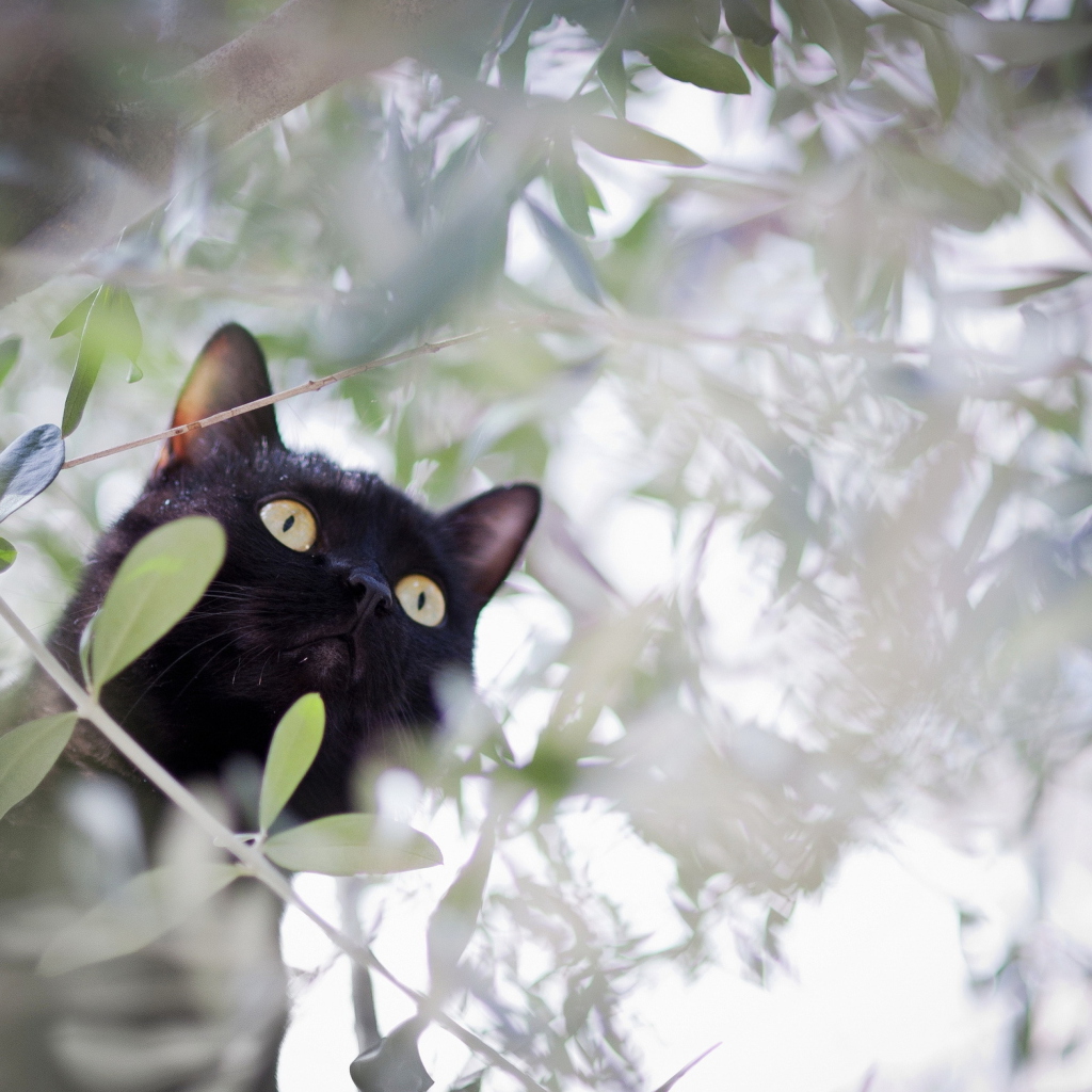 Das Black Cat Hunting On Tree Wallpaper 1024x1024