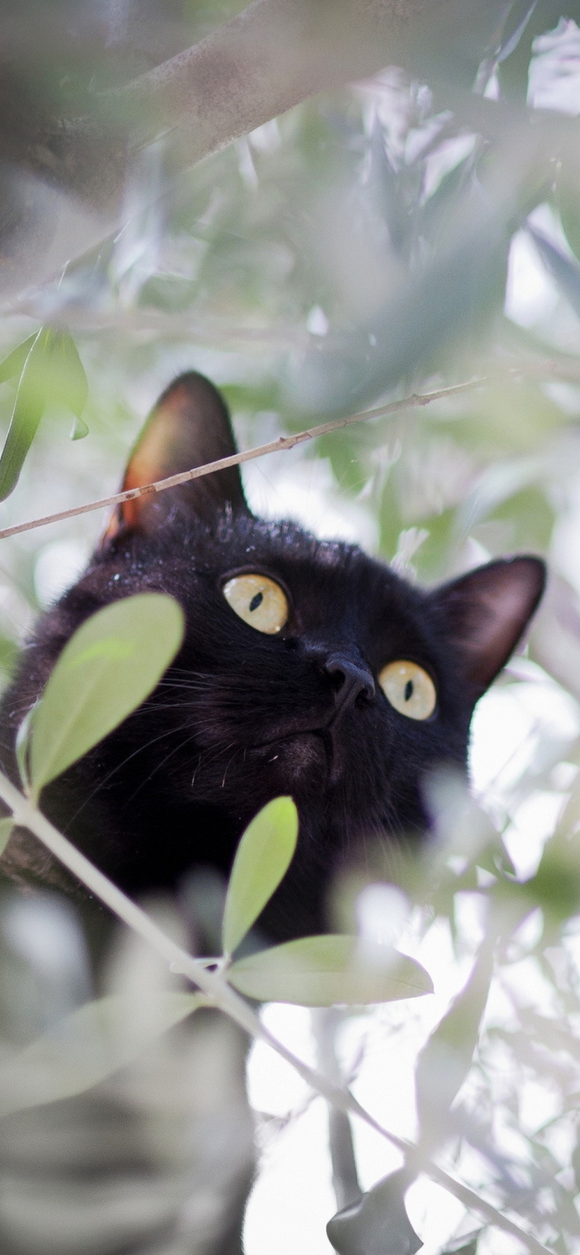 Sfondi Black Cat Hunting On Tree 1170x2532