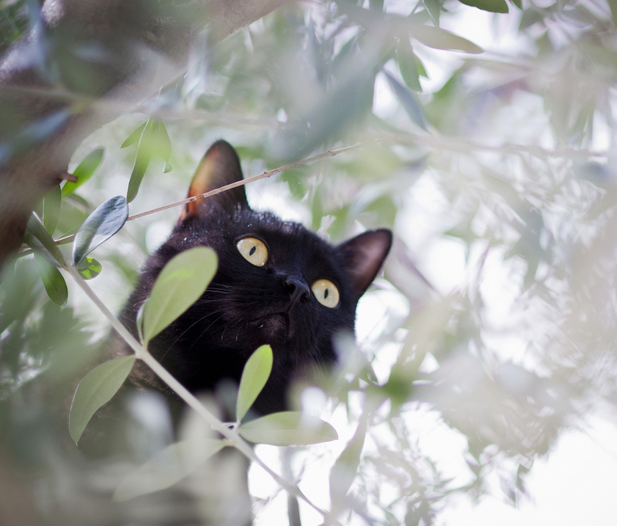 Обои Black Cat Hunting On Tree 1200x1024