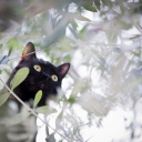 Das Black Cat Hunting On Tree Wallpaper 128x128