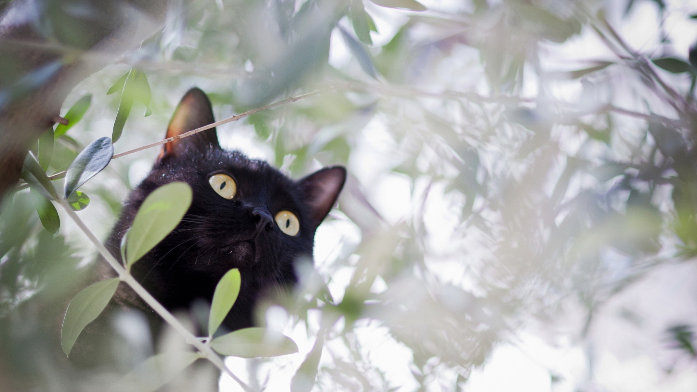 Sfondi Black Cat Hunting On Tree 1366x768