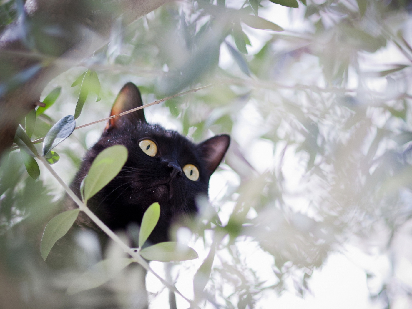 Sfondi Black Cat Hunting On Tree 1400x1050