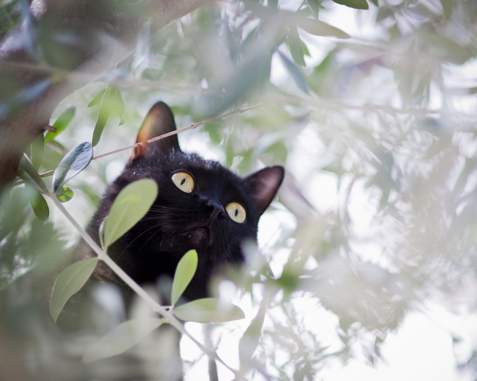 Обои Black Cat Hunting On Tree 1600x1280