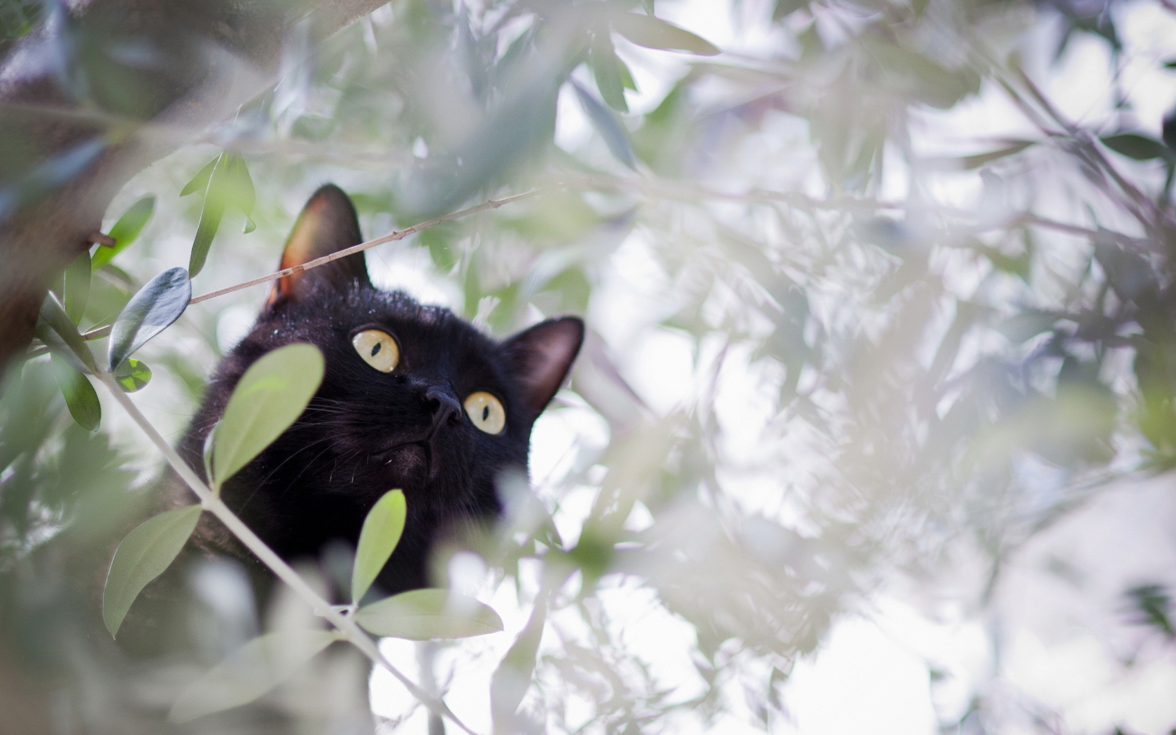 Sfondi Black Cat Hunting On Tree 1680x1050