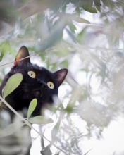 Das Black Cat Hunting On Tree Wallpaper 176x220