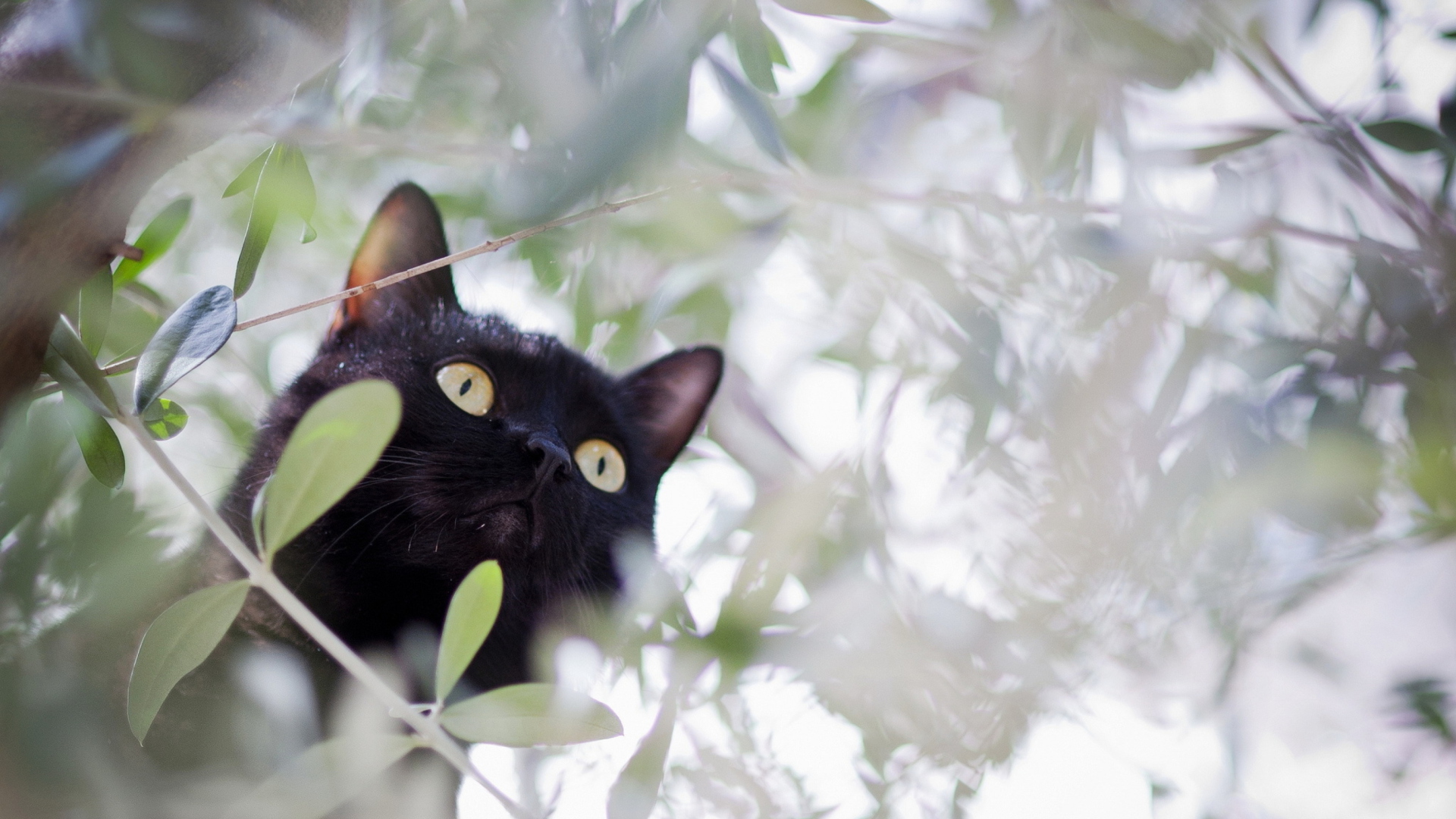 Fondo de pantalla Black Cat Hunting On Tree 1920x1080