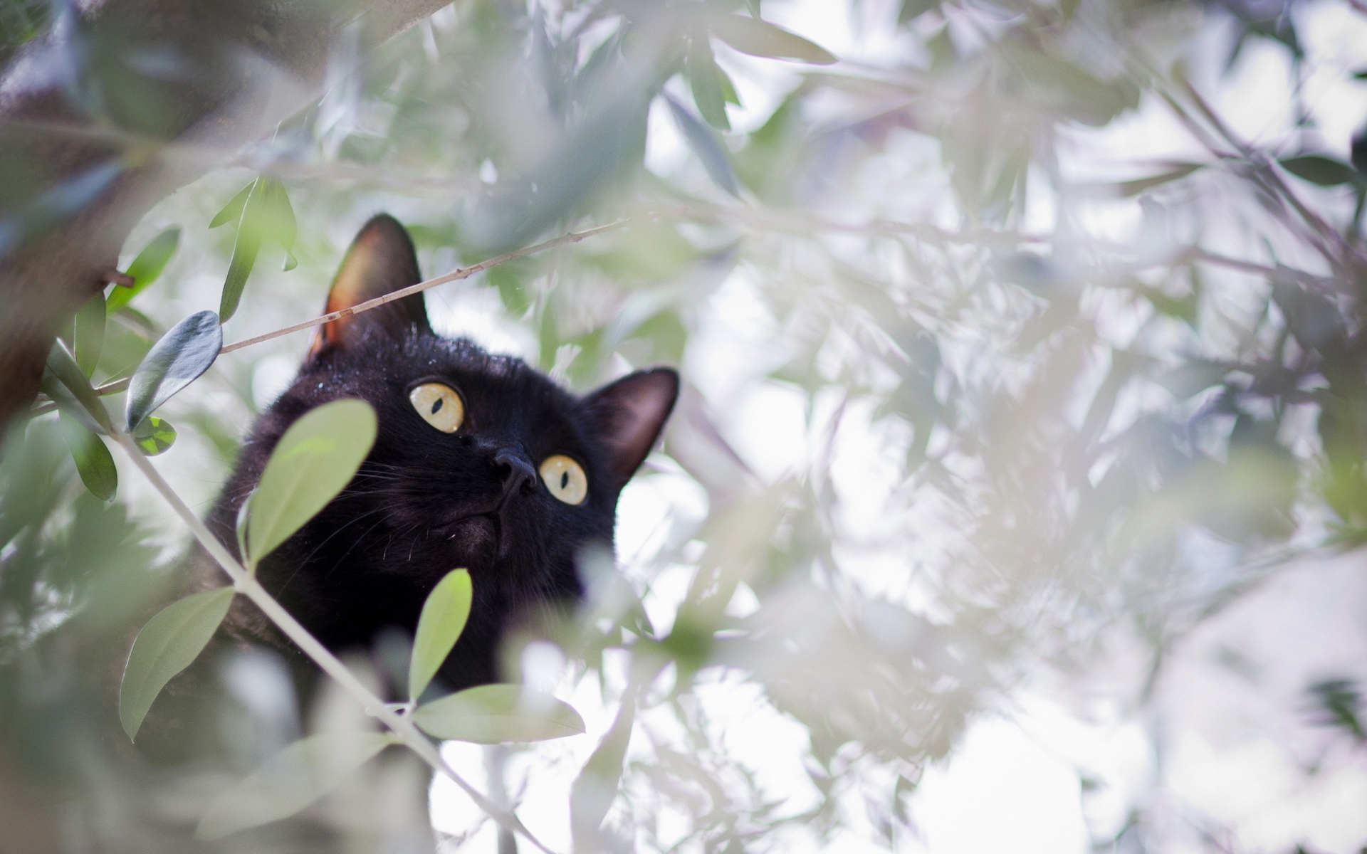 Sfondi Black Cat Hunting On Tree 1920x1200