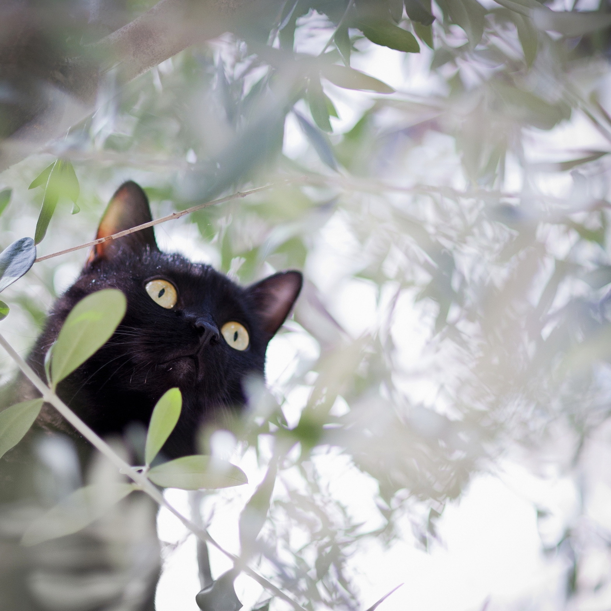 Das Black Cat Hunting On Tree Wallpaper 2048x2048