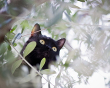 Das Black Cat Hunting On Tree Wallpaper 220x176