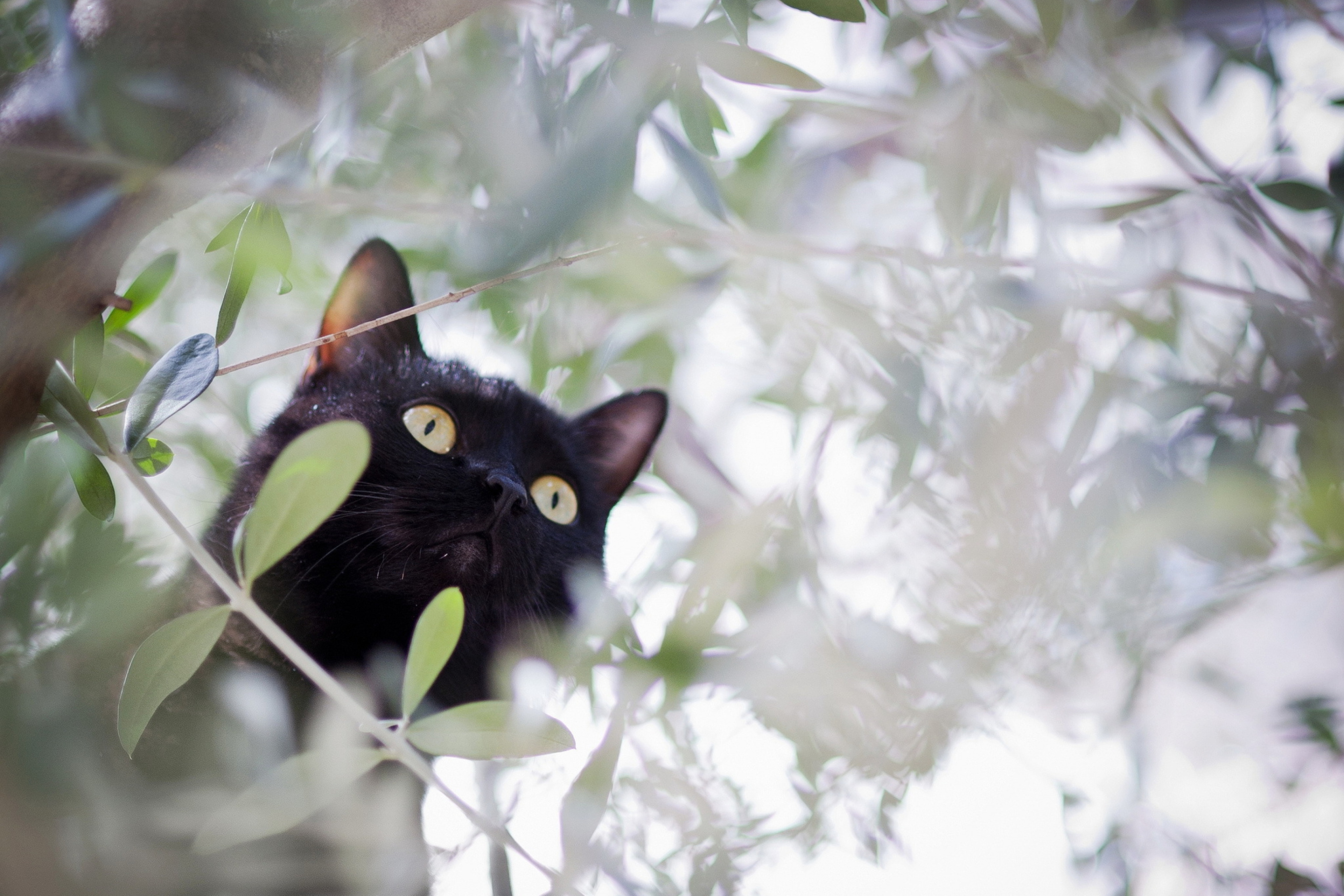 Обои Black Cat Hunting On Tree 2880x1920
