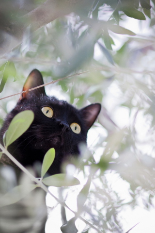 Обои Black Cat Hunting On Tree 320x480