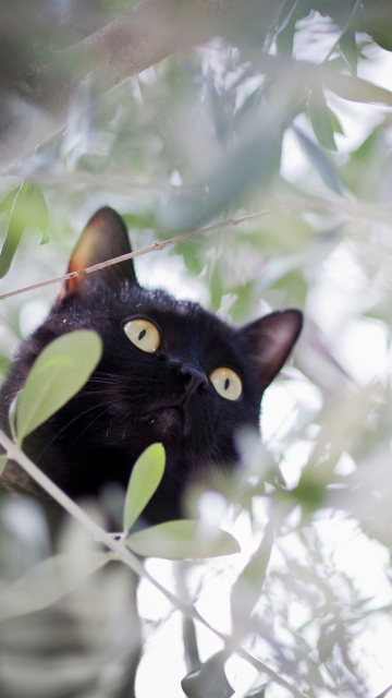 Sfondi Black Cat Hunting On Tree 360x640