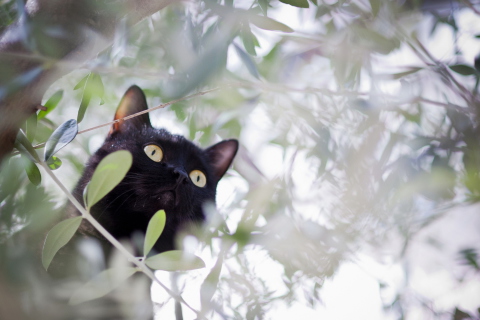 Обои Black Cat Hunting On Tree 480x320