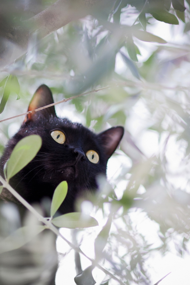 Screenshot №1 pro téma Black Cat Hunting On Tree 640x960