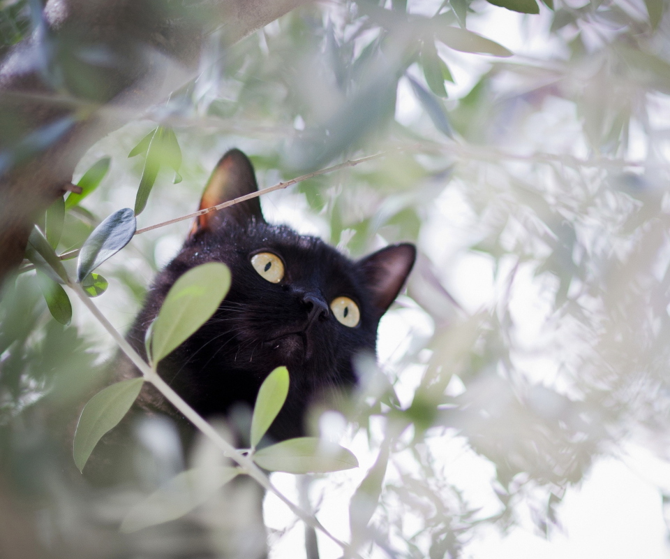 Sfondi Black Cat Hunting On Tree 960x800