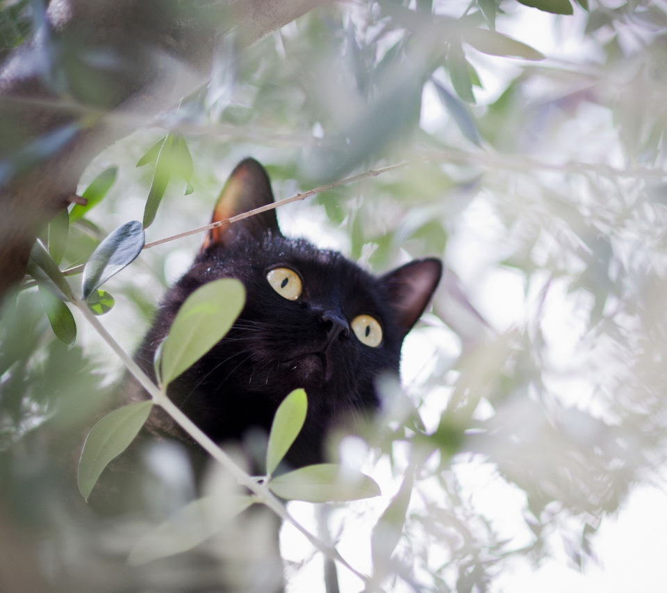 Sfondi Black Cat Hunting On Tree 960x854