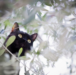 Black Cat Hunting On Tree papel de parede para celular para iPad 3