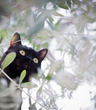 Kostenloses Black Cat Hunting On Tree Wallpaper für Nokia Asha 308