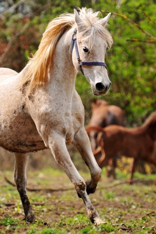 Das Horse Wallpaper 320x480