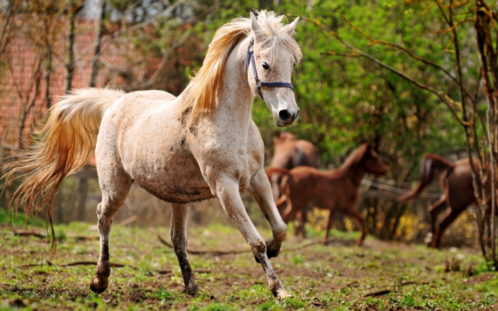 Sfondi Horse