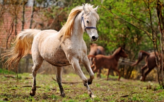 Horse - Obrázkek zdarma pro Sony Xperia E1