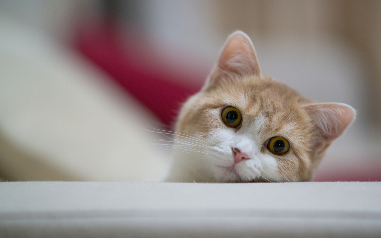 Curious Kitten wallpaper 1280x800