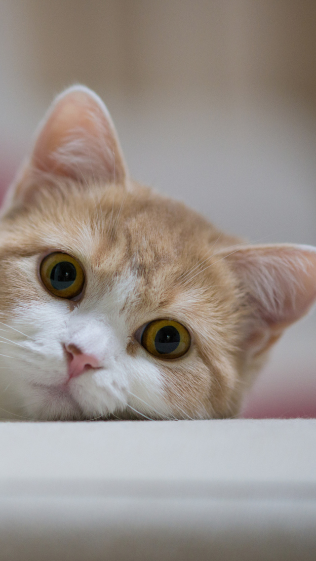 Das Curious Kitten Wallpaper 640x1136
