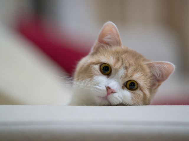 Curious Kitten wallpaper 640x480
