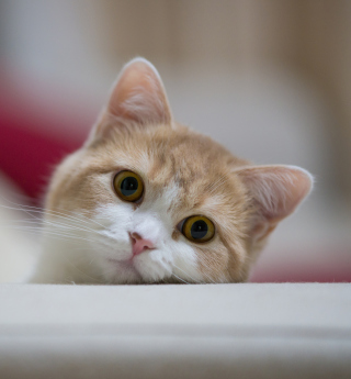 Curious Kitten sfondi gratuiti per iPad mini