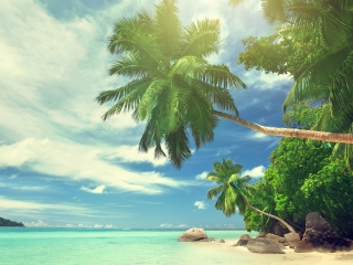 Screenshot №1 pro téma Tropical Island 320x240