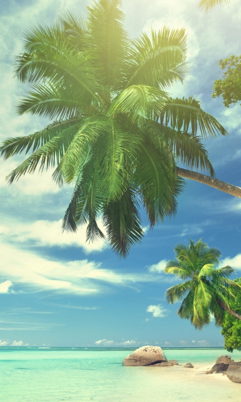 Tropical Island screenshot #1 480x800