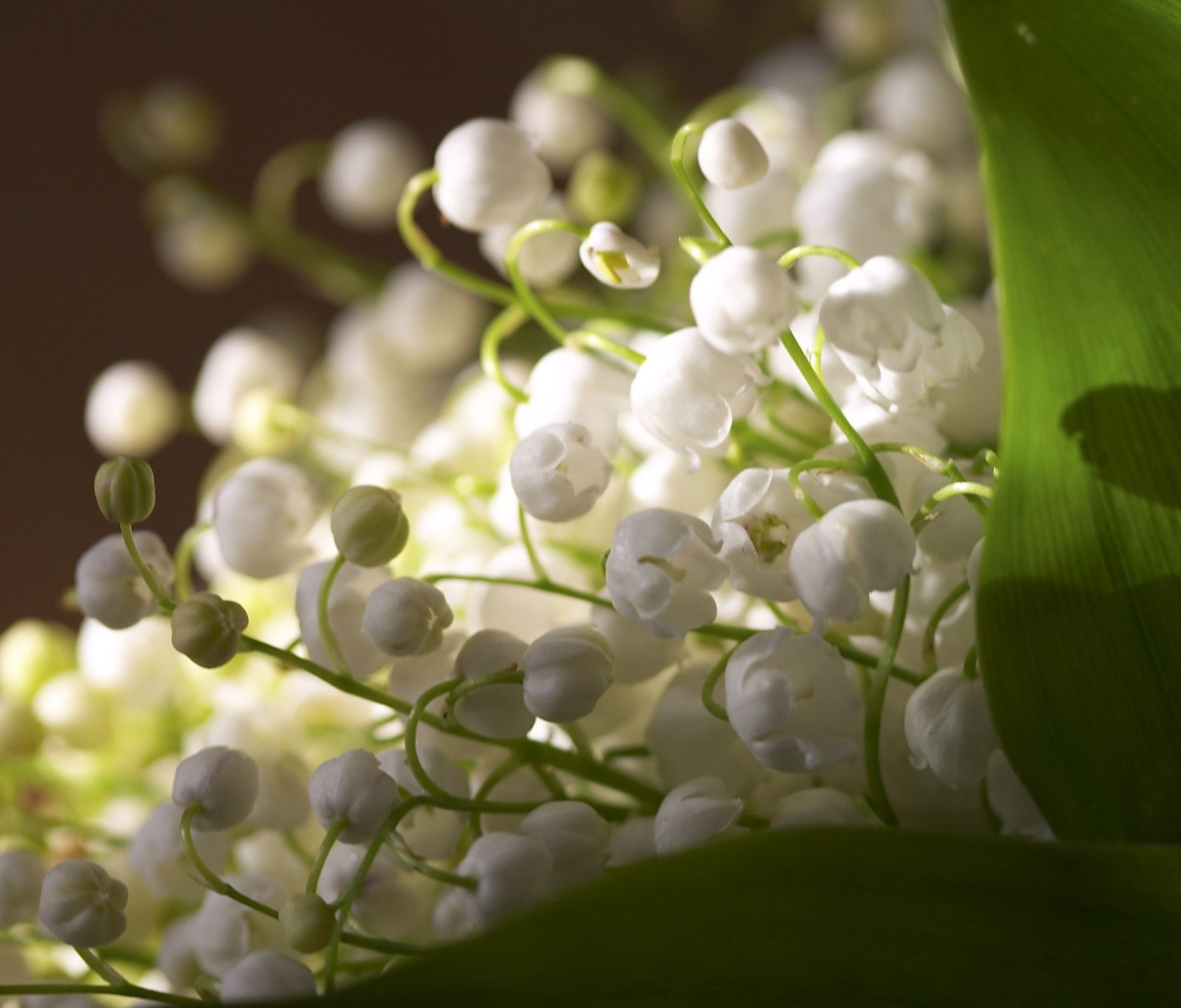 Lily Of The Valley Bouquet wallpaper 1200x1024