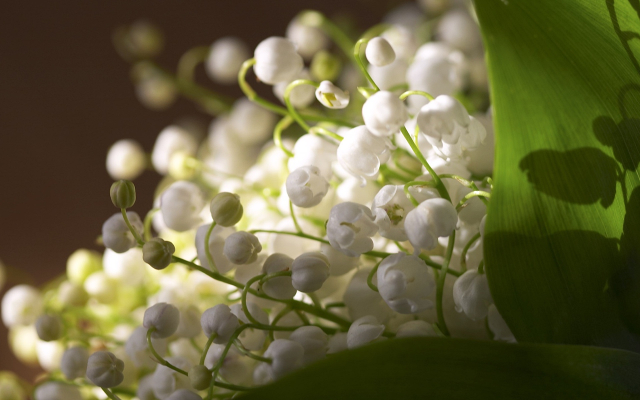 Das Lily Of The Valley Bouquet Wallpaper 1280x800