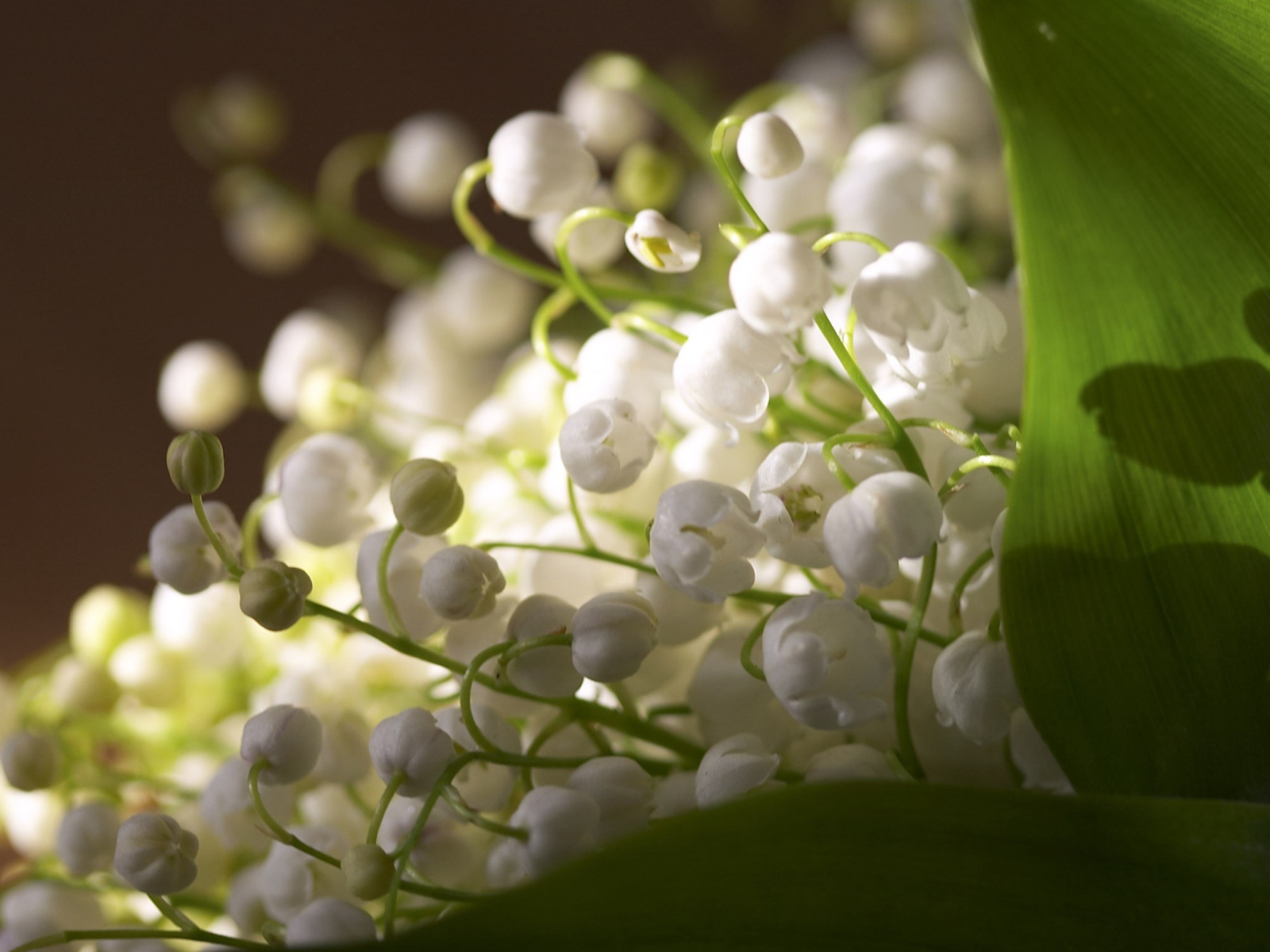 Das Lily Of The Valley Bouquet Wallpaper 1600x1200