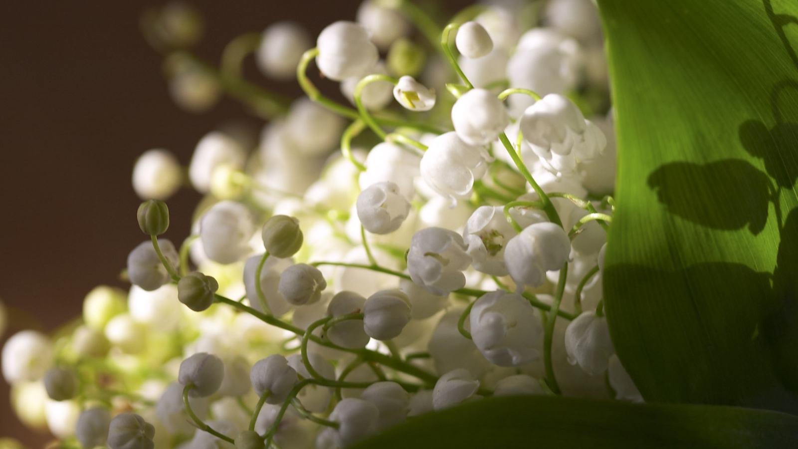 Das Lily Of The Valley Bouquet Wallpaper 1600x900