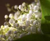Sfondi Lily Of The Valley Bouquet 176x144
