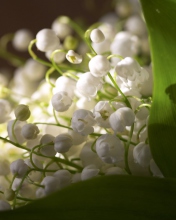 Screenshot №1 pro téma Lily Of The Valley Bouquet 176x220