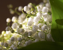 Screenshot №1 pro téma Lily Of The Valley Bouquet 220x176