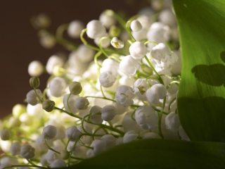Lily Of The Valley Bouquet wallpaper 320x240