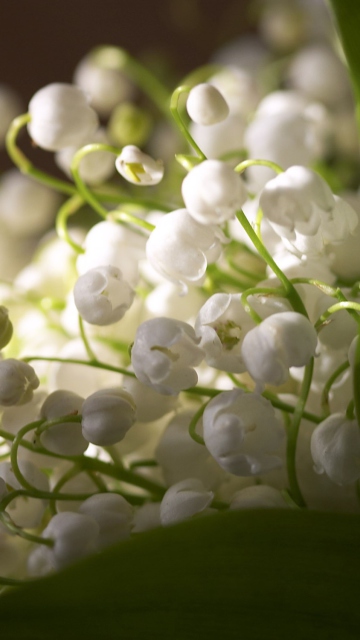 Das Lily Of The Valley Bouquet Wallpaper 360x640