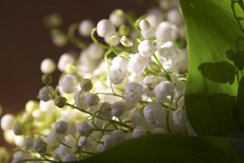 Lily Of The Valley Bouquet wallpaper 480x320