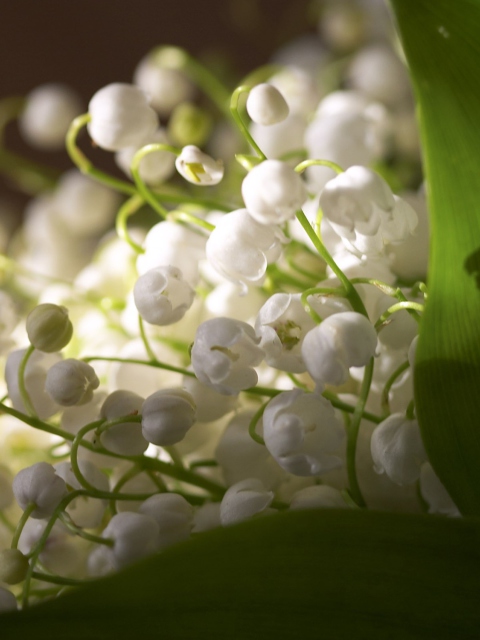 Lily Of The Valley Bouquet wallpaper 480x640