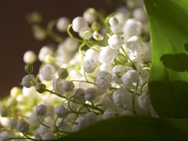 Lily Of The Valley Bouquet wallpaper 640x480