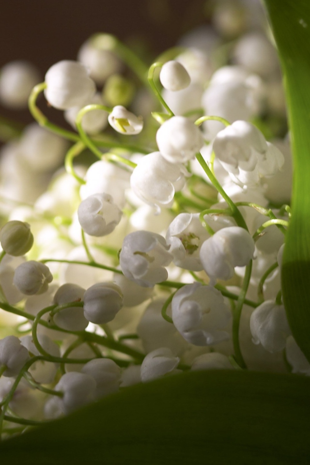 Das Lily Of The Valley Bouquet Wallpaper 640x960